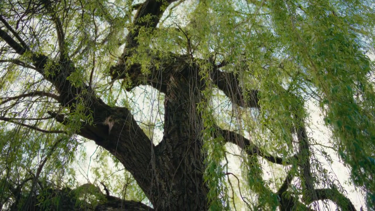 Vista dal basso di un salice piangente nella foresta