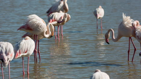 flamingos in shallow delta water in winter