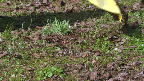 Plastic-yellow-rake-gathers-dead-leaves-and-twigs-from-garden,-slow-motion