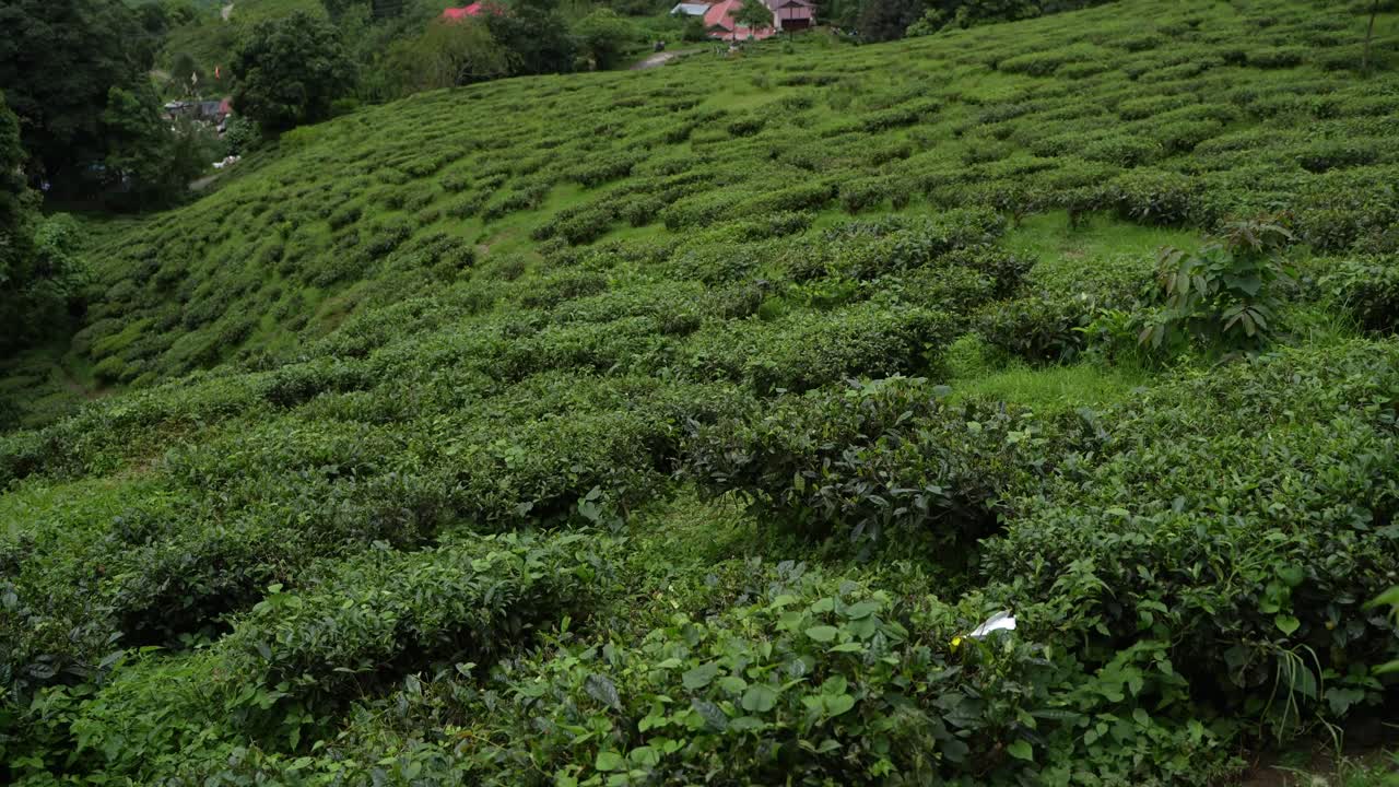 Beautiful landscape view of Darjeeling tea garden. The tea tree base prevents water from accumulating in the hilly areas of Darjeeling. This Darjeeling tea is world famous