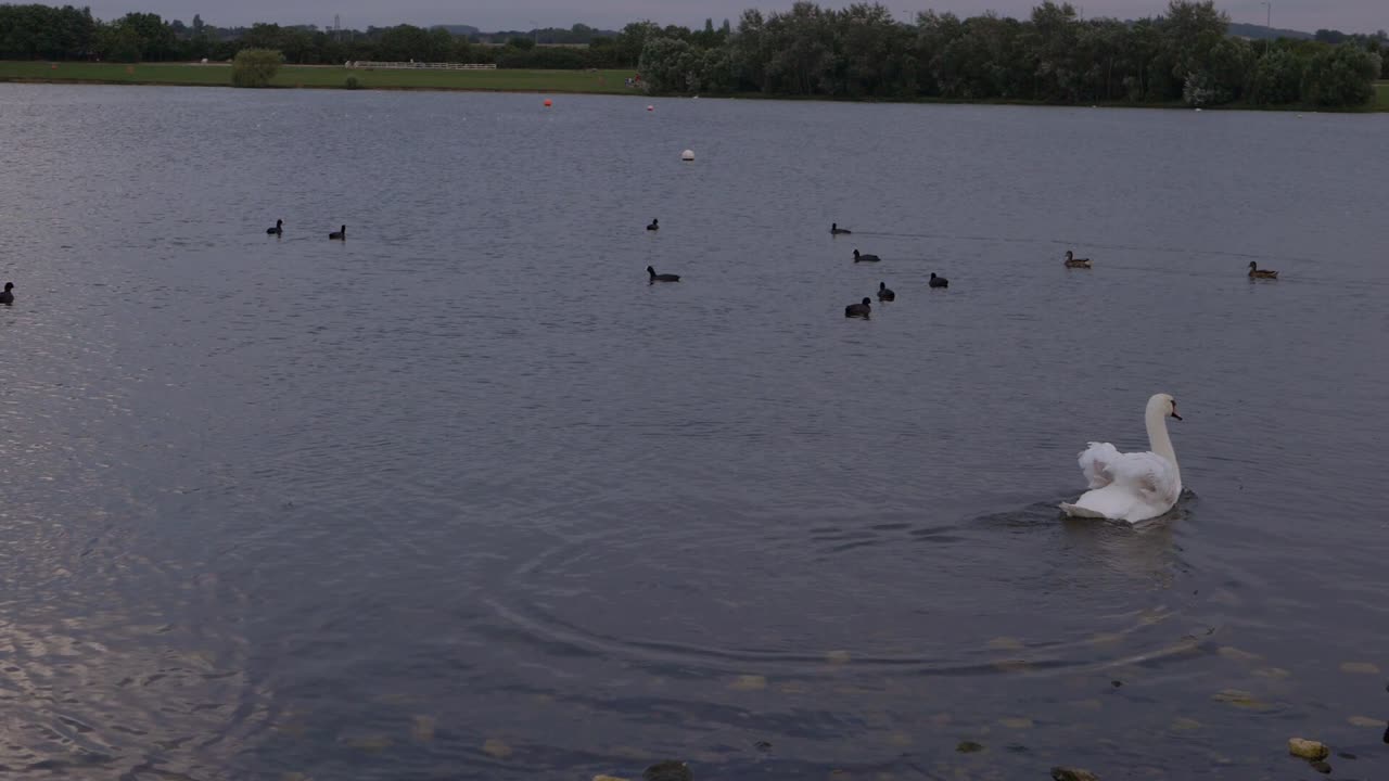 el cisne blanco y las aves acuáticas flotan en un lago al atardecer