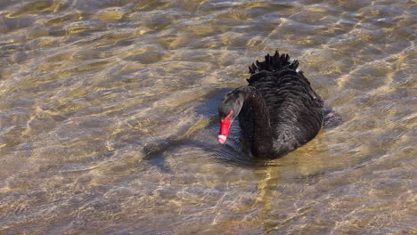 black swan swimming in clear shallow water