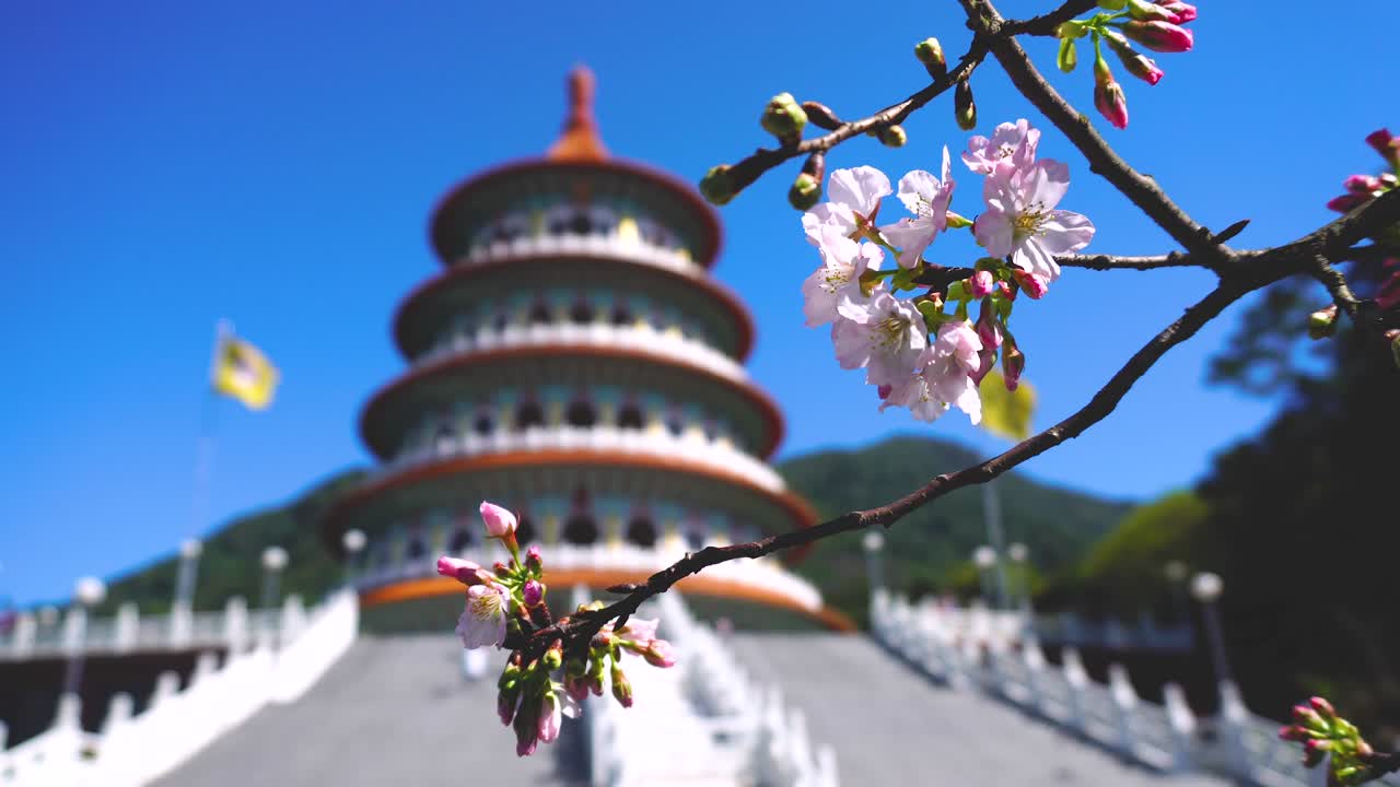 flor de cerezo sakura rosa de cerca con el fondo del templo de tian yuan en taipei, taiwán