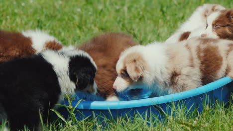 several puppies eagerly drink water from a small pool in the backyard of the house