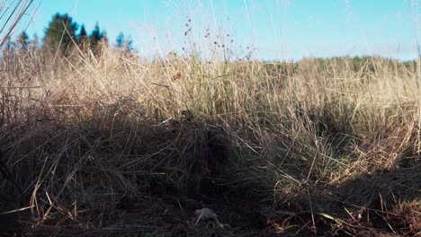 Shoveling-Soil-With-Dry-Reeds-On-The-Field-For-Greenhouse