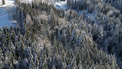 Fronalpstock-Glarus-Suiza-Vuelo-Aéreo-Hacia-El-Bosque-Nevado-árboles-Día-Soleado