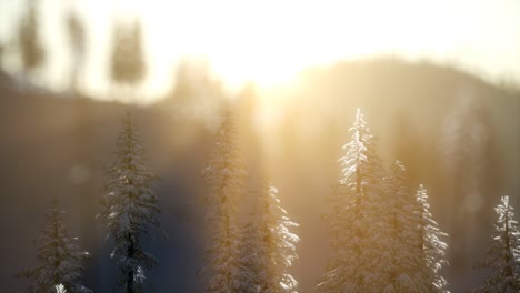 splendid christmas scene in the mountain forest. colorful winter sunrise