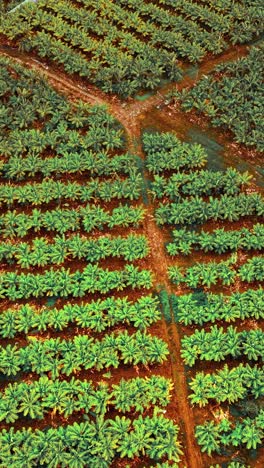 vibrant drone view of banana plantations in gran canaria spain
