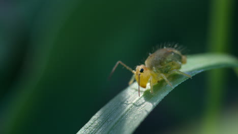 Tiny Yellow Globular Springtail sits on green leaf in forest