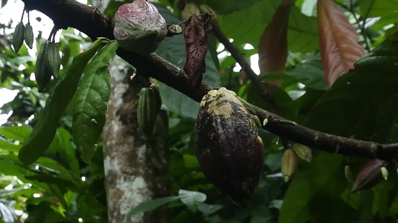 el cacao de teobroma
