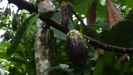 theobroma cacao