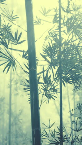 bamboo forest in the mist