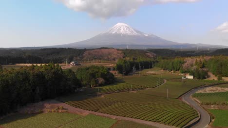 slow rising aerial drone view at obuchi sasaba green tea fields in japan