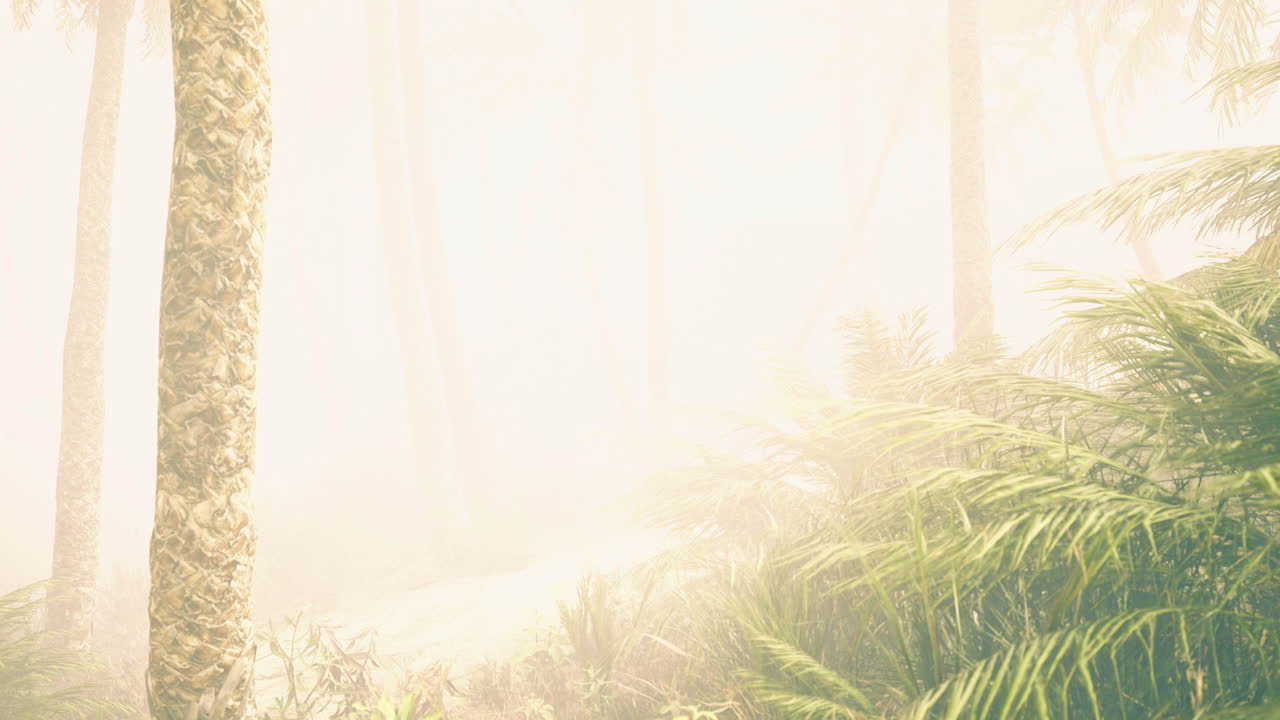 Misty forest path with tall trees and lush greenery during early morning