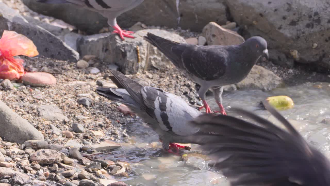 오염된 바다 물을 마시는 비둘기_카터 로드 밴드라