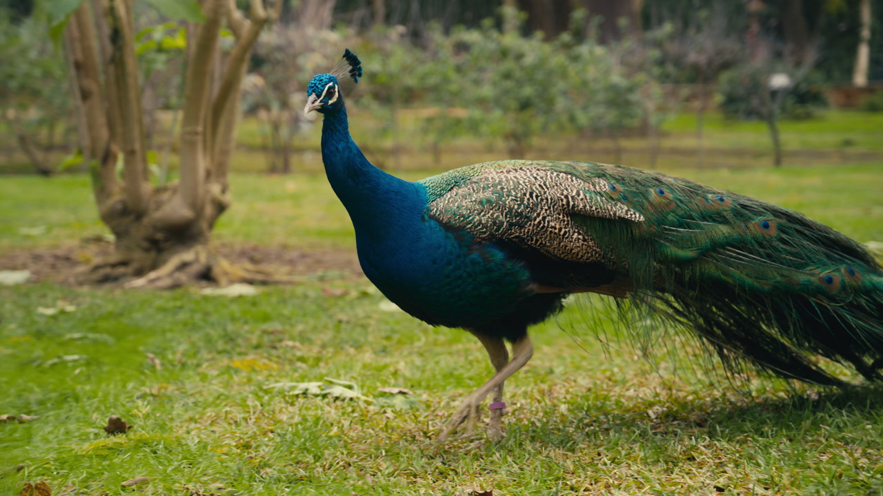 Close up of a colorful peacock showing detailed plumage and long tail feathers, standing in a natural green park environment.