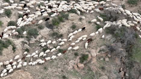 herd of sheep in beautiful caucasus mountain in georgia - aerial top