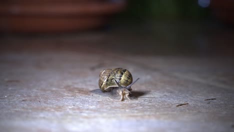 snail-stops-on-a-sidewalk-on-a-rainy-spring-night