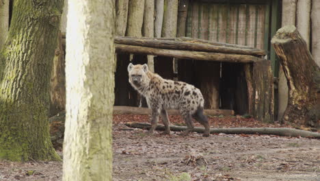 Hyena-standing-around-near-deserted-campsite