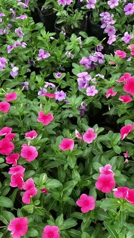 time-lapse of flowers blooming in a garden.