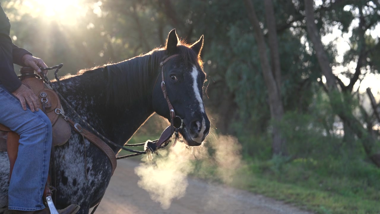 Un cavallo sbuffa aria fumante durante l'ora d'oro - Inquadratura media 4K