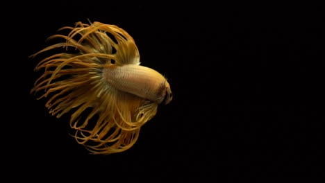 Vibrant-and-colourful-Crown-Tail-Siamese-fighting-fish-Betta-splendens,-also-known-as-Thai-Fighting-Fish-or-betta,-a-popular-aquarium-fish-in-super-slow-motion-on-black-background