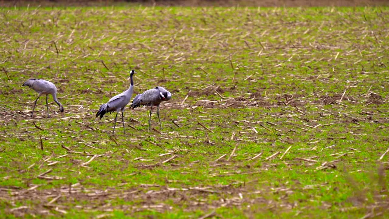 tres grullas caminando en el campo en cámara lenta en mecklemburgo pomerania occidental