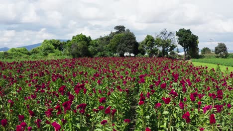 day of the death flowers in patzcuaro michoacan