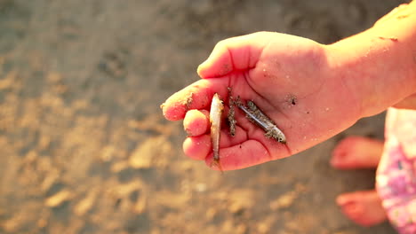 Kaukasisches-Kleinkind-Hält-Winzige-Tote-Fische-In-Der-Hand,-Die-Am-Strand-Angespült-Wurden