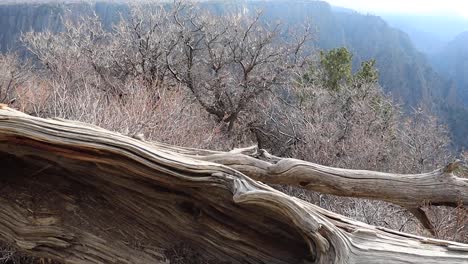 4k dolly black canyon of the gunnison with log