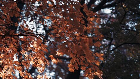 Un-Primer-Plano-De-Las-Hojas-De-Arce-Brillantes-En-El-Bosque-De-Otoño