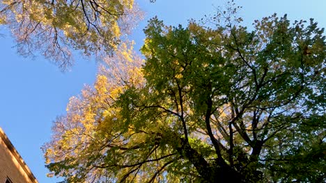 tree canopy viewed between university buildings in melbourne