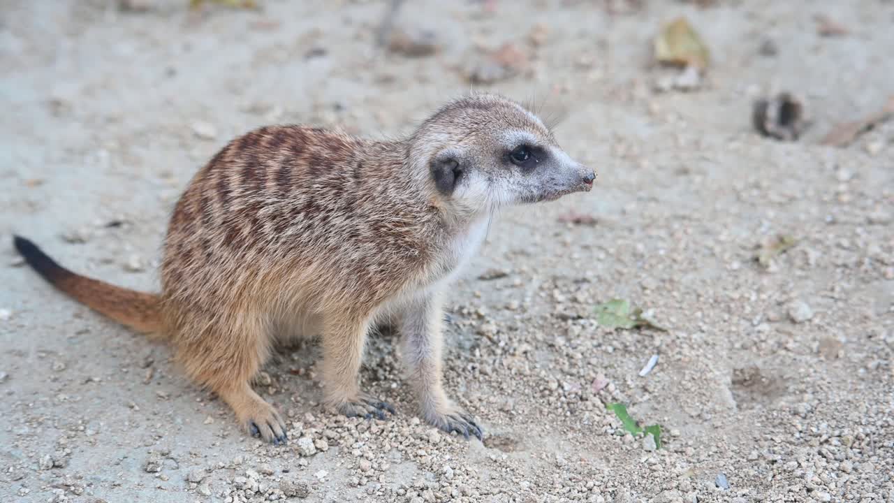 Suricata, Suricata suricatta, Filmagem 4K