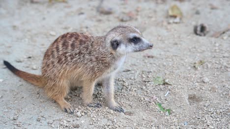 meerkat, suricata suricatta, 4k footage