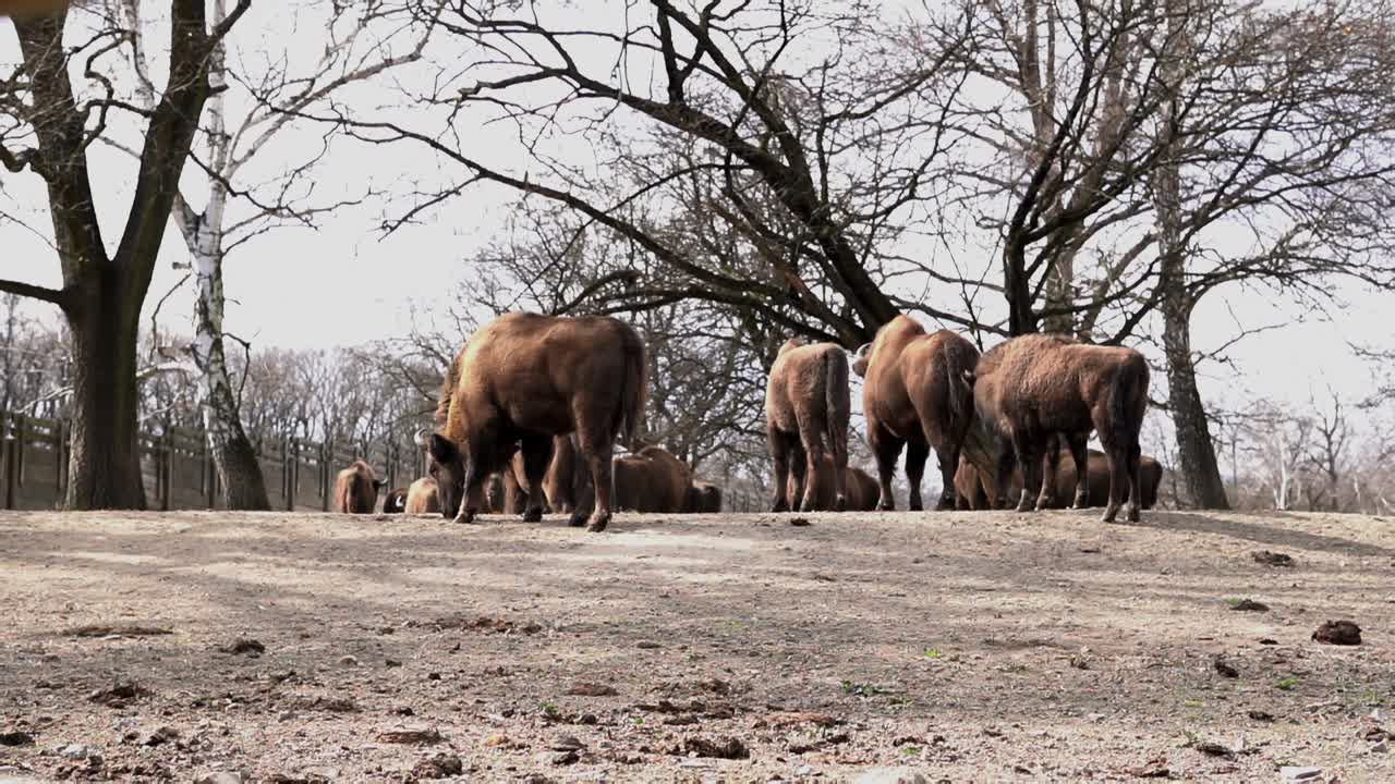 manada de bisontes europeos comiendo hierba al aire libre, slomo