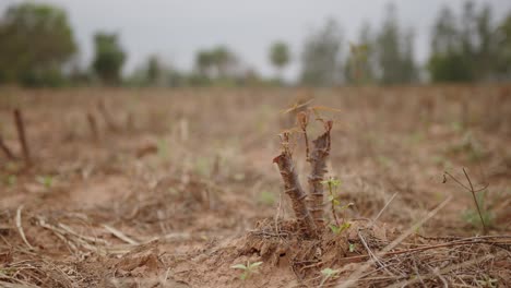 cassava plantation, agriculture field, green and harvested plant on a cloudy day