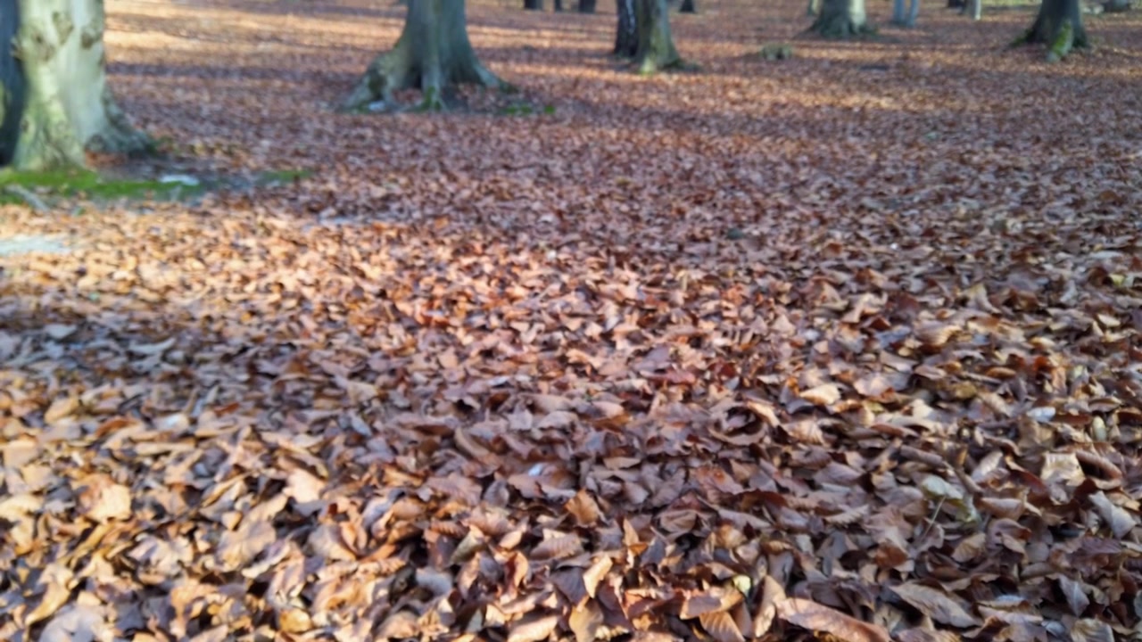Trees in the autumn forest.