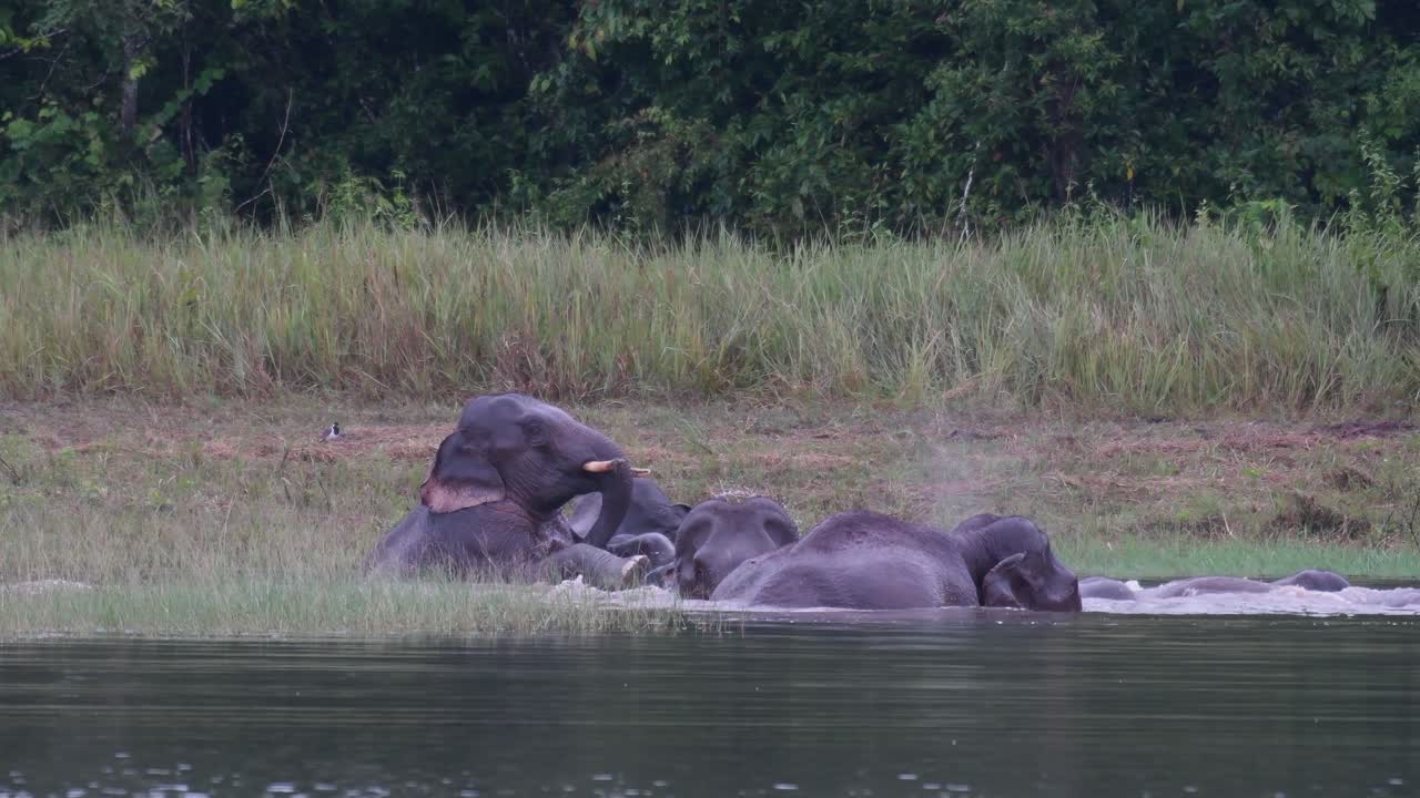 los elefantes asiáticos están en peligro y esta manada se divierte jugando y bañándose en un lago en el parque nacional khao yai
