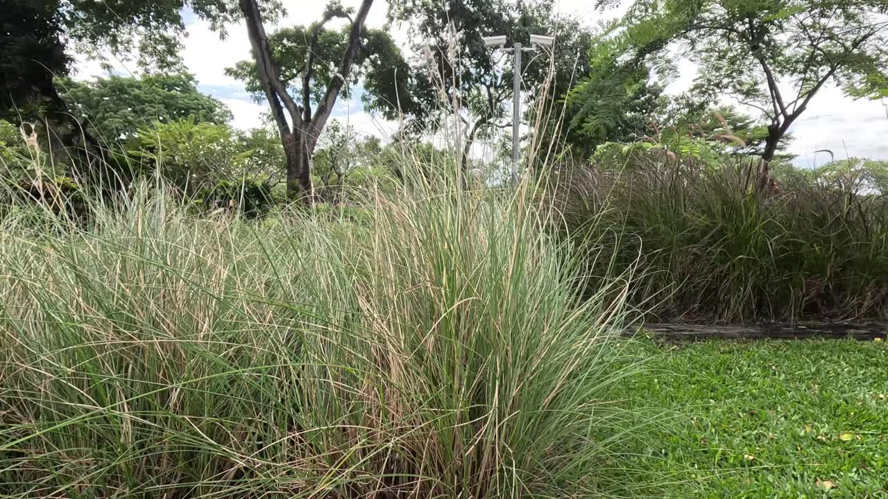 un paseo pacífico en un paisaje verde exuberante.