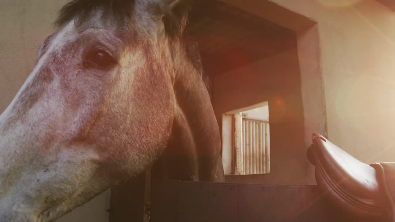 caballo de doma que espera ser montado