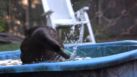 black duck washing itself in a bucket of water and cleaning feathers, video poultry bathing, slow motion duck playing water