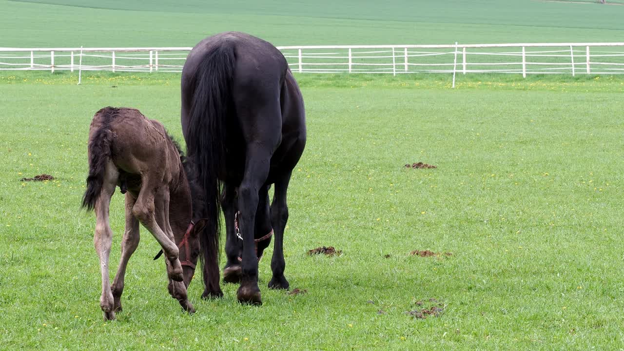 caballo kladrubio negro, yegua con potro