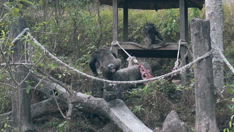 el gorila negro sube al árbol y se encuentra con el gorila gris