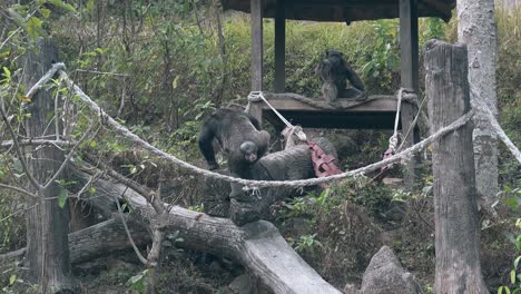 black gorilla climbs on lying tree and meets gray gorilla