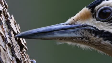 close-up of a woodpecker pecking a tree