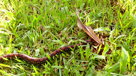 epicrates cenchria is a boa species endemic to central and south america