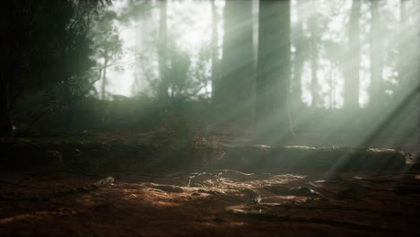 morning with fog in sequoia national park