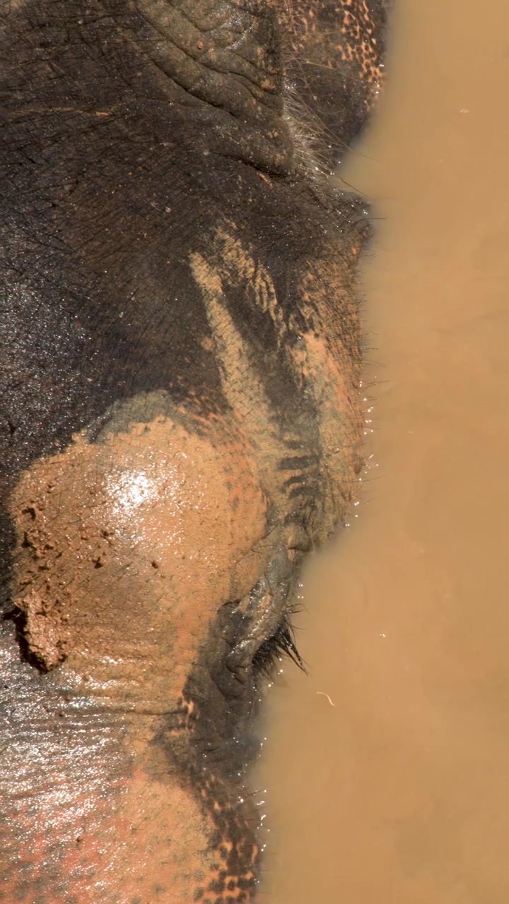 Primo piano estremo di un elefante asiatico che immerge la testa in acqua marrone e fangosa.