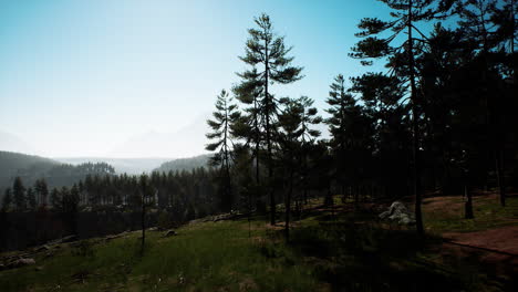 Brumoso-Paisaje-Montañoso-Con-Bosque-De-Abetos