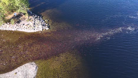 sockeye salmon on their route to reach their spawning grounds in northern british columbia, canada.